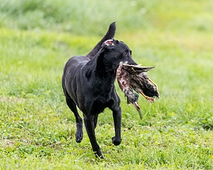 Cane Robichaud