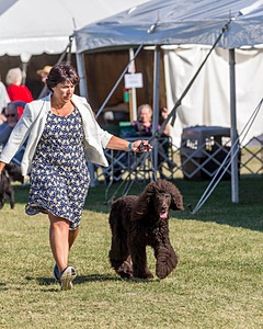 17 - GCH CHANTICO'S SHELTER FROM THE STORM RN XF MX CD RA AXJ (Reef)