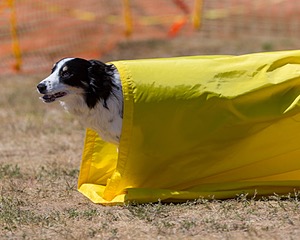 Jet Botelho