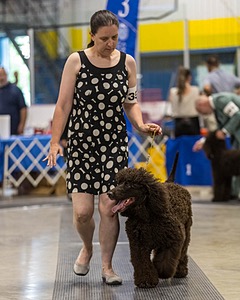 355 - GCH Ildanoch's Party Rock Anthem