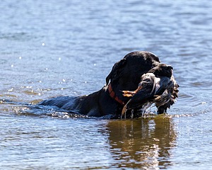 Fenway Tucker