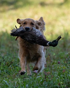 Rowdy Black