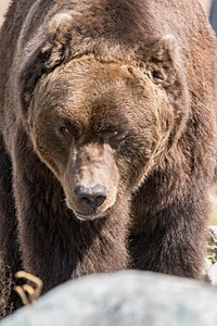 Grizzly & Wolf Discovery Center, West Yellowstone