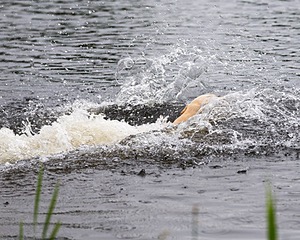 Goose