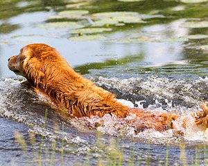 20160604-SEAW-1010.jpg