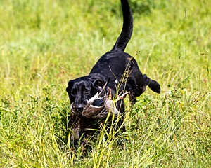 Mowgli