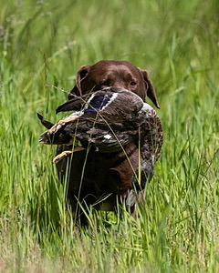 20170604-SEAL-1021.jpg