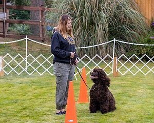 1741 - GCH CH BREKKON'S FIRST MARK CGC