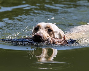 Murphy Wotton