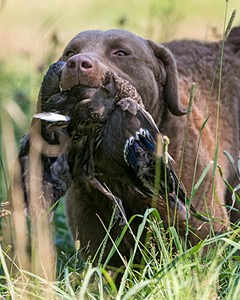 Hudson Pappler