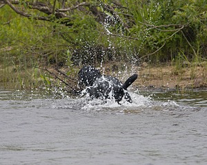 Khourie Meadows Black Pearl