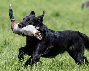 Hunter Law