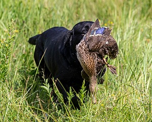 Pemi