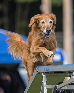 Gibbs Grim