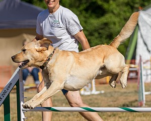 DoJo Spagnesi