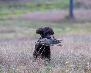 Ghillie Kezer