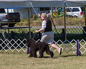 24 - GCH POOLE'S IDE SAY NO MORE CD RN CGC (Simone)