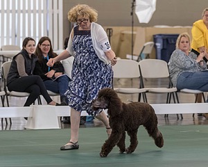 36 - GCH ARROYO'S BEGIN THE BEGUINE AX OAJ NF (Porter)