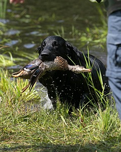 Bode Markle