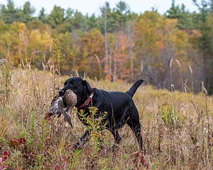 Shoreline's Dancing Girl (Sadie)