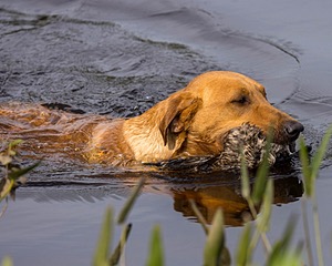 Gauge Kilby