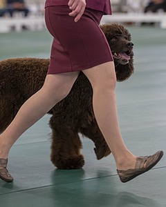 25 - CH WHISTLE STOP'S NOT ME 'PAX' DID IT CD RN CGC (Pax)