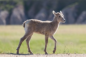 Bighorn Sheep lamb, Badlands National Park, South Dakota