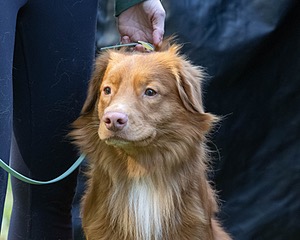 Aero Kurth