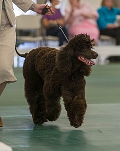 33 - CH BREKKON'S FIRST MARK