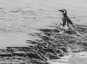 Magellanic Penguin, Sea Lion Island, The Falklands