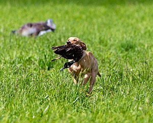 20170603-SHRL-1047.jpg
