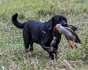 Fiadh Hoagland