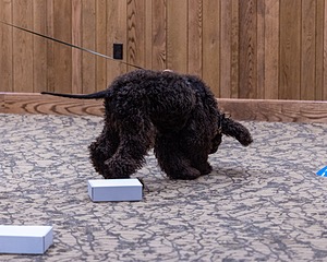 Oscar