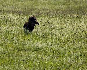 Ghillie Kezer