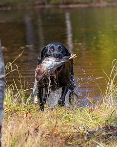 Iowa Pointing Labs Messinger's Kel (Kel)