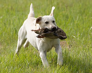 Baby's Kansas Brush Buster