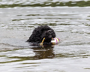 Phelps