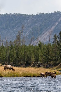 Yellowstone National Park