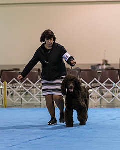 15 - GCH Am/Can CH Chantico's Shelter From the Storm Am/Can CD RN MX AJX OF DS (Reef)