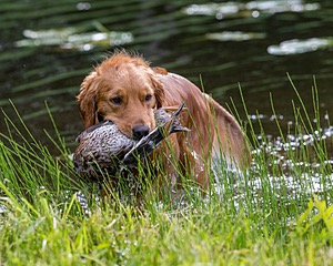 20170603-SHRW-0436.jpg