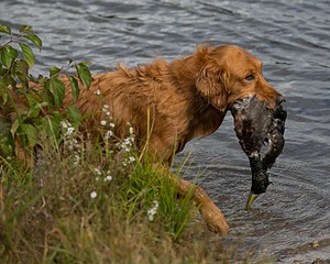 Rosie
