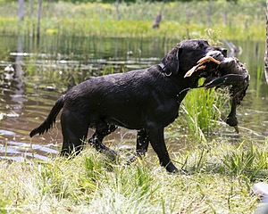 Moose Planty