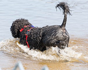 Phelps