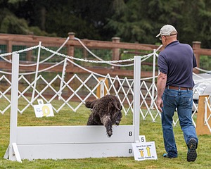 2501 - GCH CH BLACKTHORN'S KEEVA CROMPTON RM AX AXJ XF TKN (Keeva)