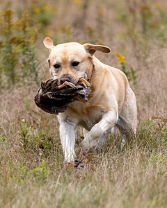 Bodhi Freeman