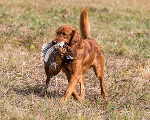 Tracker