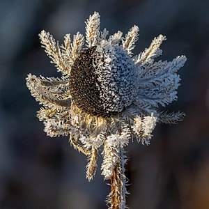 Black-Eyed Susan, Burlington, MA