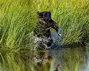 Baloo Amenabar