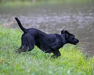 Bradley poat