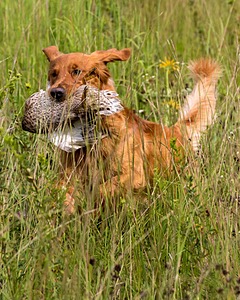 Camo Smollin